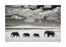 Andy Biggs: Elephants and Clouds